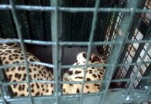 रूपनगर के इस इलाके में तेंदुए ने मचाई भगदड़, लोगों में दहशत, घरों में कैद हुए लोग