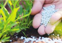 पंजाब में मिलावटी बीजों की बिक्री: कृषि विभाग ने दुकानदार का लाइसेंस रद्द किया