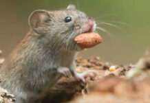 Live Video सावधान: नंगल के सरकारी अस्पताल में ‘प्लेग’ फैलने का मंडराता खतरा! ईलाज करवाने आये मरीज आ सकते है गंभीर बीमारी की चपेट में।