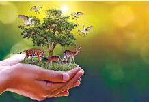 जंगली रकबे को बढ़ाएगी भगवंत मान सरकार, इकोटूरिज्म को बढ़ावा, जापानी एजेंसी के साथ मिलाया हाथ