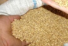 पंजाब: स्टोरेज का संकट, खुले में गेहूं स्टोर करने की तैयारी, 30 स्थानों पर कवर्ड एरिया प्लिंथ बनाए जाएंगे