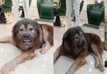 50 करोड़ में खरीदा दुनिया का सबसे महंगा कुत्ता, भेड़िये जैसी है शक्ल
