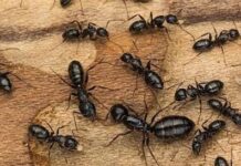 एक चींटी की कीमत सुन कर रह जाएंगे हैरान। आप भी तो नही देते मसल।