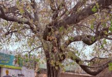 नशे के खिलाफ पंजाब की जंग: ऑपरेशन सील-11 ने पकड़ी रफ्तार।