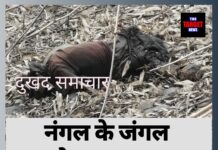 नंगल के जंगल में कटा-फटा शव मिलने से फैली सनसनी, इलाके में बढ़ रही रहस्यमयी वारदातें