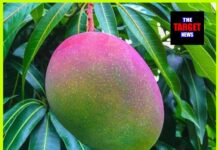 आख़िर ऐसा क्या है इस आम में, जिसकी कीमत iPhone-16 से भी ज़्यादा ?