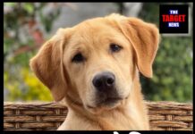 World Cup के लिए 30 लाख कुत्तों की दी जाएगी बली, पूरी जानकारी।