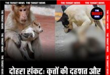 दोहरा संकट: कुत्तों की दहशत और बंदरों की तबाही ने घेरा इस जिला को”