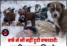 बर्फ में भी नहीं टूटी वफादारी: चार दिन तक मालिक के साथ डटा रहा ‘पिटबुल’