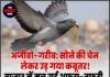 अजीबो-गरीब: सोने की चेन लेकर उड़ गया कबूतर! बाजार में मच गई अफरा-तफरी, देखिए फिर क्या हुआ…