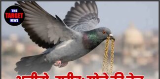 अजीबो-गरीब: सोने की चेन लेकर उड़ गया कबूतर! बाजार में मच गई अफरा-तफरी, देखिए फिर क्या हुआ…
