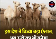 इस देश ने किया बड़ा ऐलान, अब ऊंटों का भी बनेगा पासपोर्ट; जानिए वजह !