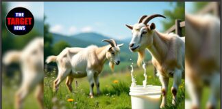 बकरी का दूध बना नया सुपरफूड, बढ़ी डिमांड