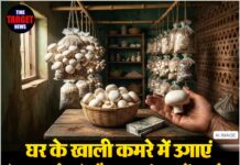 घर के खाली कमरे में उगाएं ‘व्हाइट गोल्ड’ और कमाएं लाखों रुपये! ऐसे शुरू करें यह कारोबार