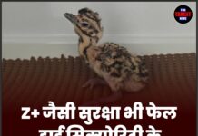 Z+ जैसी सुरक्षा भी फेल, हाई सिक्योरिटी के बावजूद ‘चूजा’ लापता