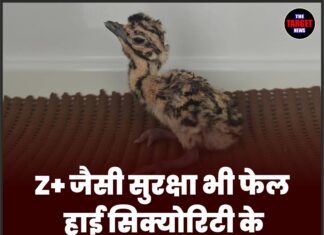 Z+ जैसी सुरक्षा भी फेल, हाई सिक्योरिटी के बावजूद ‘चूजा’ लापता