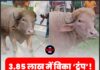 3.85 लाख में बिका ‘ट्रंप’! ईद पर दी जाएगी कुर्बानी