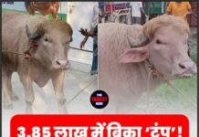 3.85 लाख में बिका ‘ट्रंप’! ईद पर दी जाएगी कुर्बानी