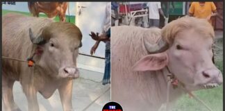 3.85 लाख में बिका ‘ट्रंप’! ईद पर दी जाएगी कुर्बानी