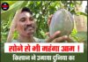 सोने से भी महंगा आम ! किसान ने उगाया दुनिया का सबसे महंगा आम,कीमत सुन उड़ जाएंगे होश