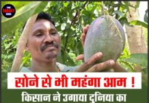 सोने से भी महंगा आम ! किसान ने उगाया दुनिया का सबसे महंगा आम,कीमत सुन उड़ जाएंगे होश