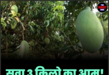सवा 3 किलो का आम! ‘नूरजहां’ ₹3,800 में बिका