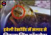 हवेली रेस्टोरेंट में सलाद से निकला जिंदा कॉकरोच! VIDEO वायरल होते ही मचा हड़कंप