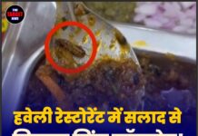 हवेली रेस्टोरेंट में सलाद से निकला जिंदा कॉकरोच! VIDEO वायरल होते ही मचा हड़कंप