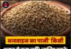 अजवाइन का पानी’ किसी अमृत से कम नहीं! जानिए इसके हैरान कर देने वाले फायदे