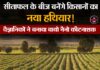 सीताफल के बीज बनेंगे किसानों का नया हथियार! वैज्ञानिकों ने बनाया बायो नैनो कीटनाशक l