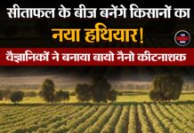 सीताफल के बीज बनेंगे किसानों का नया हथियार! वैज्ञानिकों ने बनाया बायो नैनो कीटनाशक l
