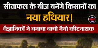 सीताफल के बीज बनेंगे किसानों का नया हथियार! वैज्ञानिकों ने बनाया बायो नैनो कीटनाशक l