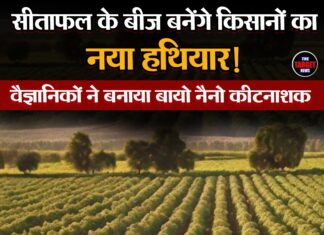 सीताफल के बीज बनेंगे किसानों का नया हथियार! वैज्ञानिकों ने बनाया बायो नैनो कीटनाशक l