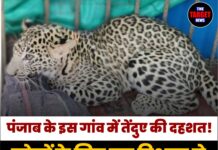 पंजाब के इस गांव में तेंदुए की दहशत! लोगों के लिए वन विभाग ने जारी की एडवाइजरी