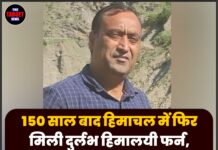 150 साल बाद हिमाचल में फिर मिली दुर्लभ हिमालयी फर्न, होशियारपुर के वैज्ञानिक ने रचा इतिहास