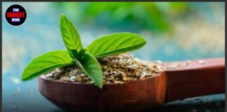 सुबह खाली पेट तुलसी खाने के 7 बड़े फायदे