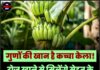गुणों की खान है कच्चा केला! रोज खाने से मिलेंगे सेहत के अनगिनत फायदे
