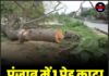 पंजाब में 1 पेड़ काटा तो लगाने होंगे 10 नए पेड़