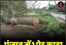 पंजाब में 1 पेड़ काटा तो लगाने होंगे 10 नए पेड़