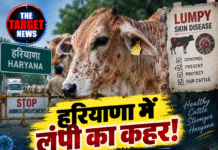 हरियाणा में लंपी का कहर! 7,577 पशु संक्रमित, 70 की मौत
