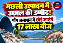 मछली उत्पादन में उछाल की उम्मीद! पौंग जलाशय में छोड़े जाएंगे 17 लाख बीज