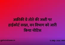 अफ्रीकी ग्रे तोते की जब्ती पर हाईकोर्ट सख्त, वन विभाग को जारी किया नोटिस अफ्रीकी ग्रे तोते की जब्ती पर हाईकोर्ट सख्त, वन विभाग को जारी किया नोटिस