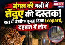 नंगल की गली में तेंदुए की दस्तक! रात में बेखौफ घूमता दिखा Leopard, दहशत में लोग नंगल की गली में तेंदुए की दस्तक! रात में बेखौफ घूमता दिखा Leopard, दहशत में लोग