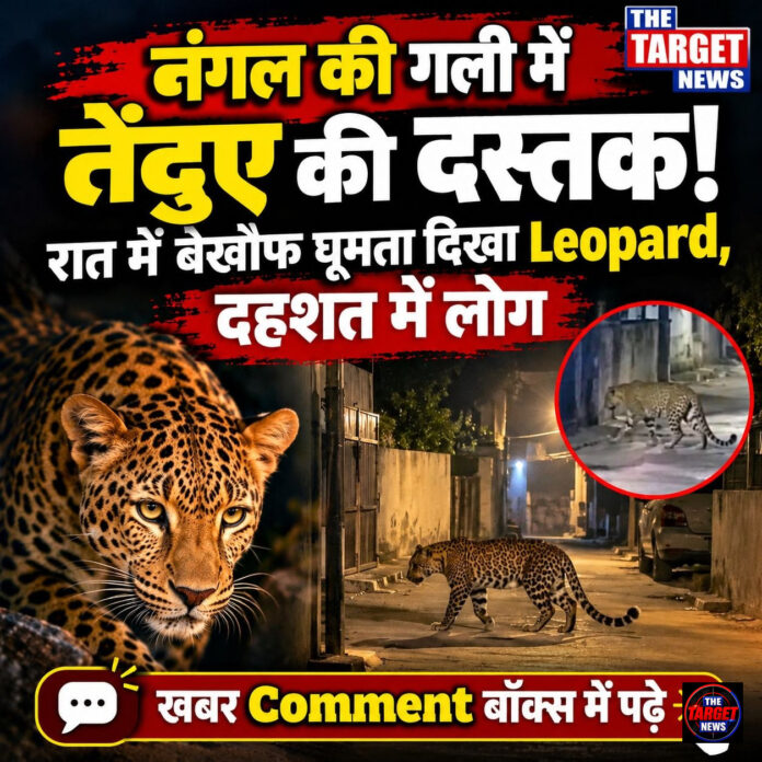 नंगल की गली में तेंदुए की दस्तक! रात में बेखौफ घूमता दिखा Leopard, दहशत में लोग नंगल की गली में तेंदुए की दस्तक! रात में बेखौफ घूमता दिखा Leopard, दहशत में लोग