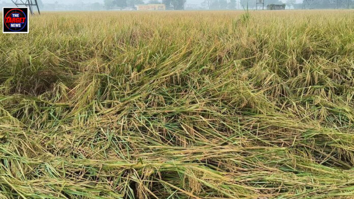 पंजाब में बेमौसम बारिश से बर्बाद फसलों का मिलेगा मुआवजा, कृषि मंत्री खुड्डियां का बड़ा ऐलान पंजाब में बेमौसम बारिश से बर्बाद फसलों का मिलेगा मुआवजा, कृषि मंत्री खुड्डियां का बड़ा ऐलान