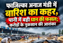 फाजिल्का अनाज मंडी में बारिश का कहर, पानी में बही धान की फसल; करोड़ों के नुकसान की आशंका फाजिल्का अनाज मंडी में बारिश का कहर, पानी में बही धान की फसल; करोड़ों के नुकसान की आशंका