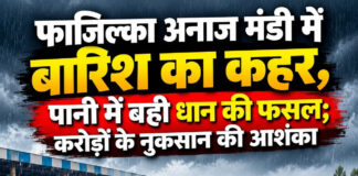 फाजिल्का अनाज मंडी में बारिश का कहर, पानी में बही धान की फसल; करोड़ों के नुकसान की आशंका फाजिल्का अनाज मंडी में बारिश का कहर, पानी में बही धान की फसल; करोड़ों के नुकसान की आशंका