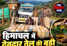 हिमाचल में देवदार तेल की बड़ी खेप पकड़ी गई! 1363 लीटर ऑयल जब्त